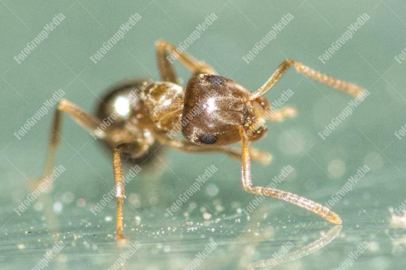 Thirsty ant