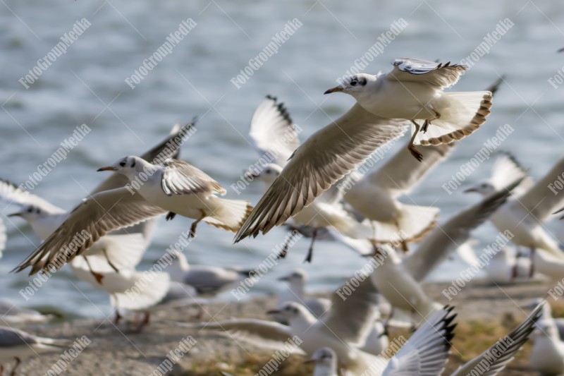 Seagulls flying over the seashore