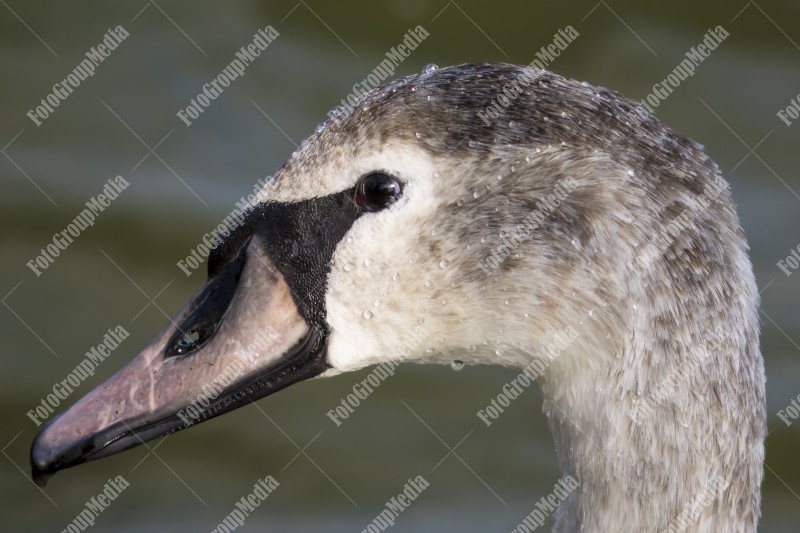 Close up portrait of a swan