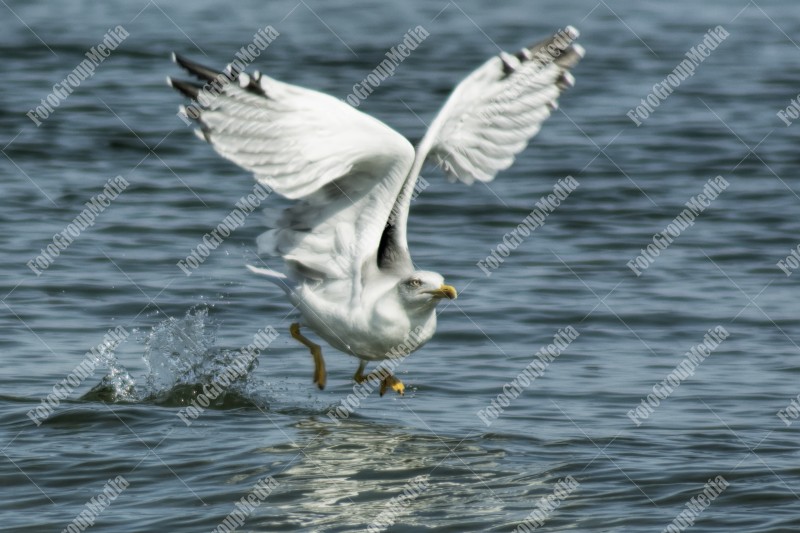 Seagull preparing to fly
