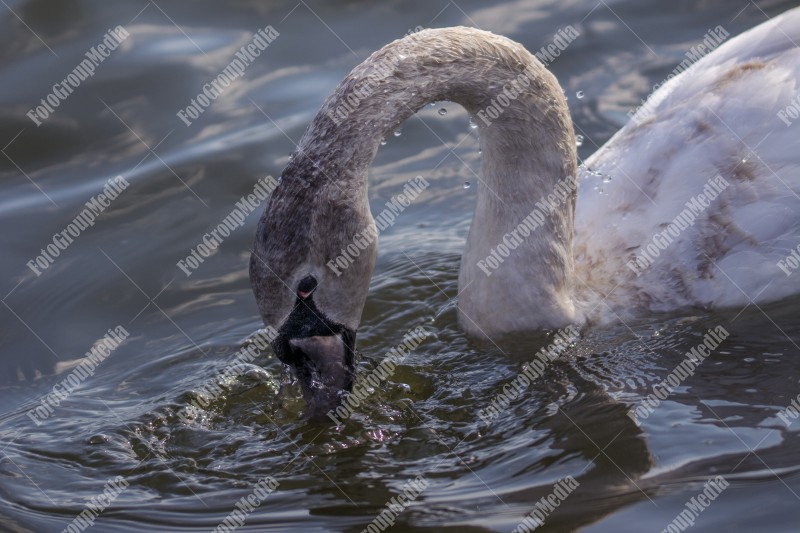 Swan getting ready to dive under water