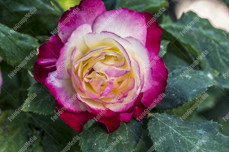 White and pink rose, garden background