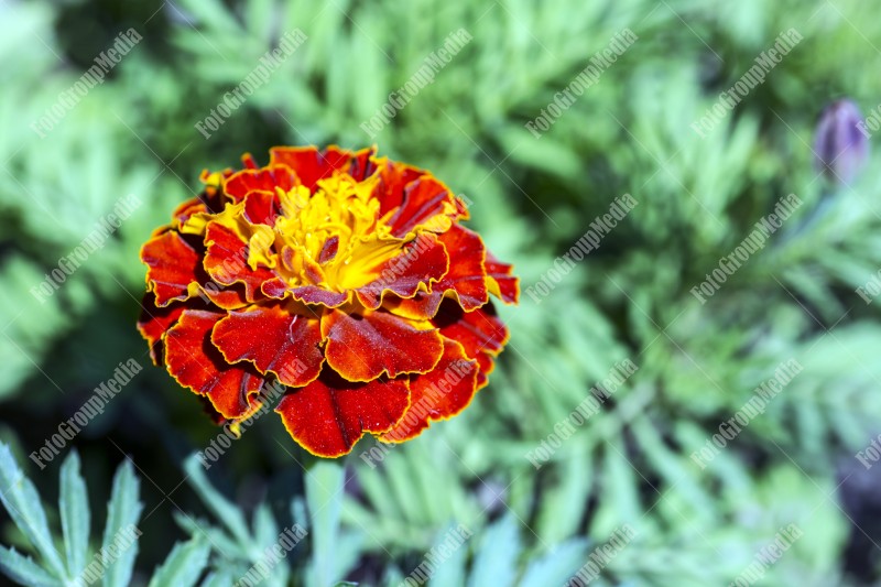 Marigold