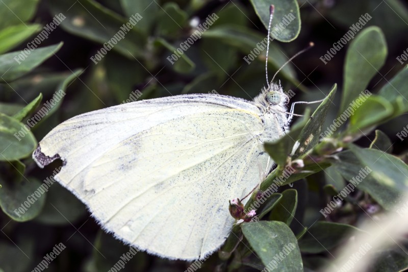 White butterfly resting on leaf