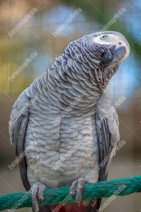 Grey parrot