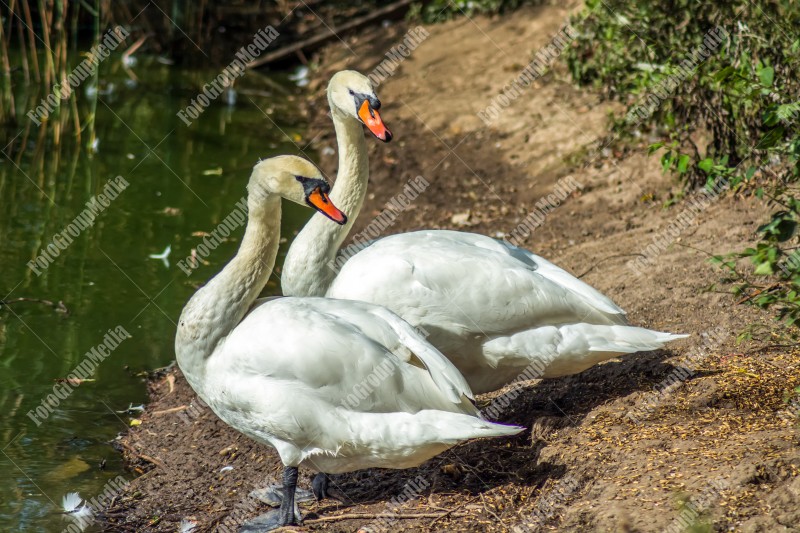 Two swans