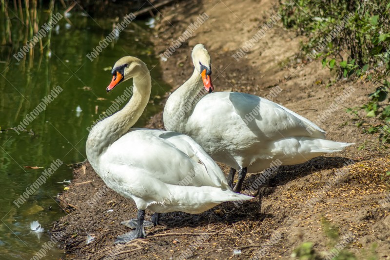 Swans on lake shore