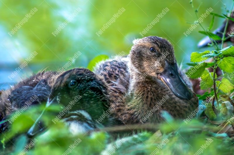 Lovely two ducks sitting together