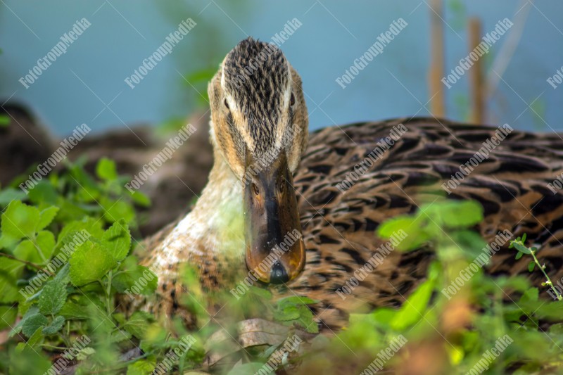 mallard duck sits on the grass.