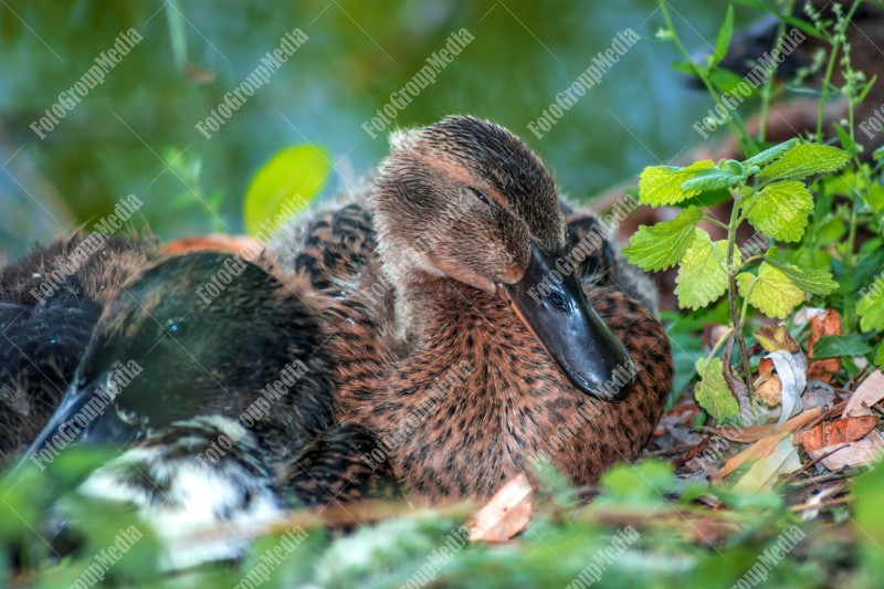 Lovely ducks sitting in grass