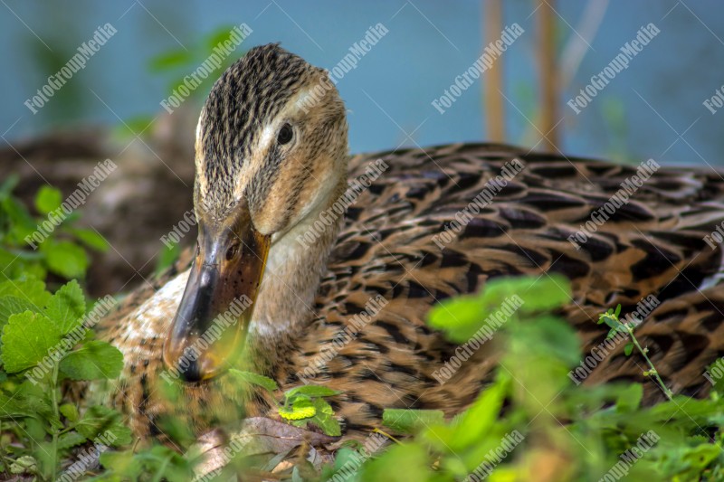 Mallard duck sits on the grass.