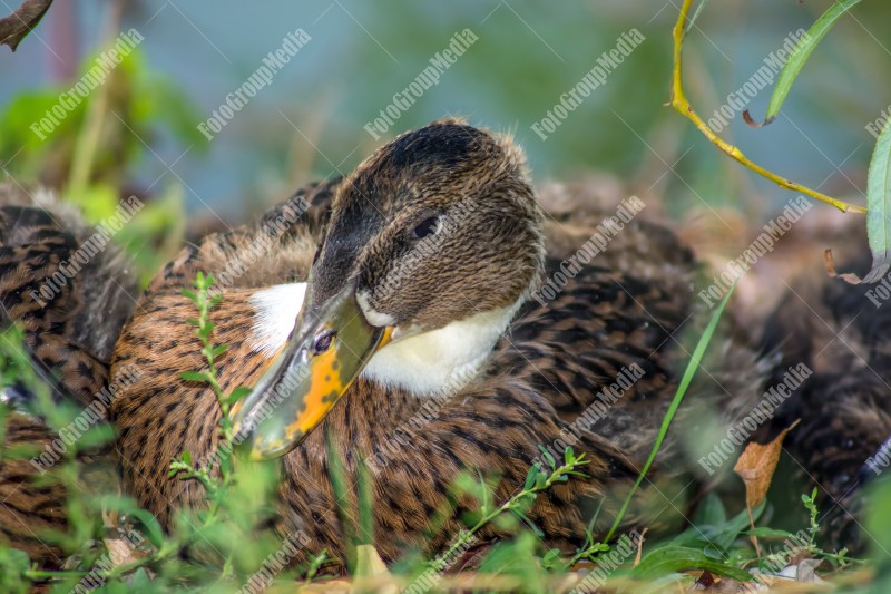 Mallard duck sits on the grass.