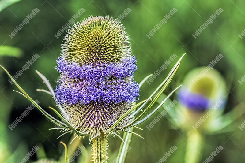 Wild Teasel Plant