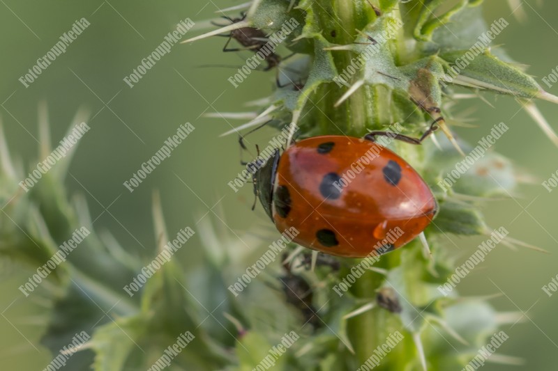 Ladybug isolated on green leaf