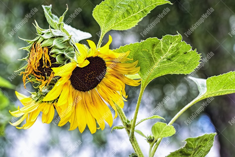 Sunflowers in the garden