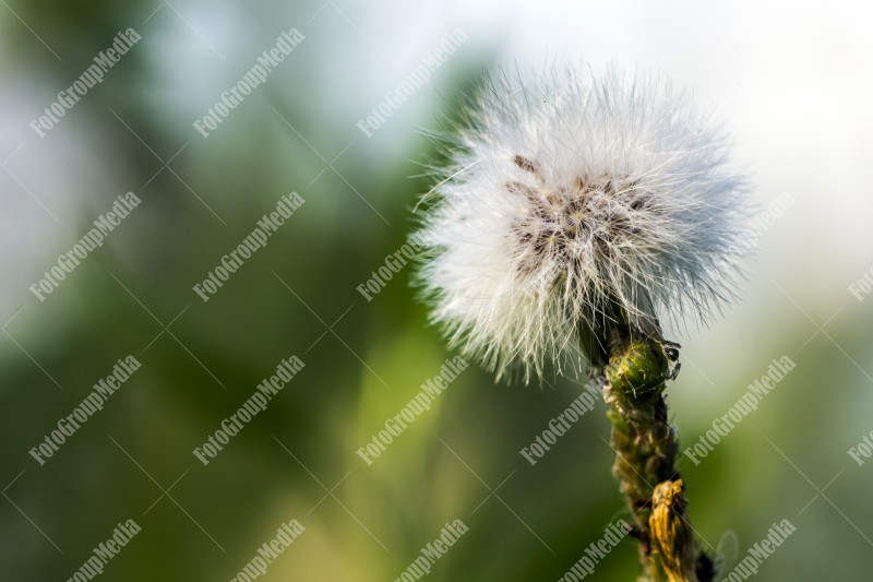 Beautiful dandelion