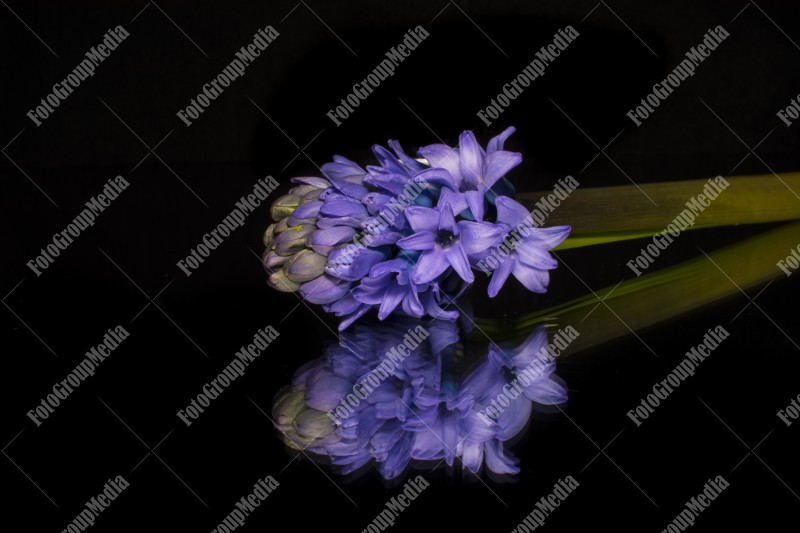 Blue hyacinth isolated on black background