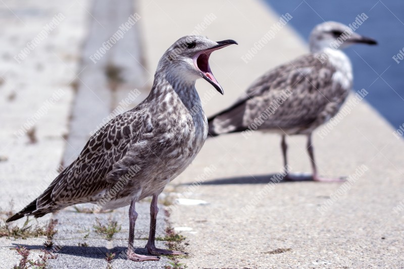 Seagulls basking by the waterfront