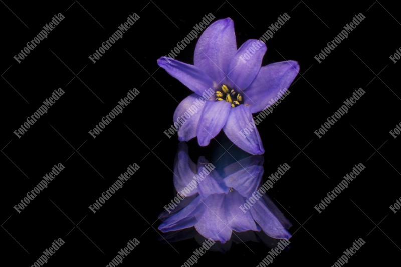 Blue hyacinth isolated on black background