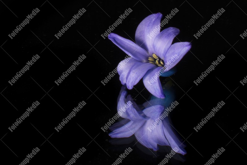 Blue hyacinth isolated on black background