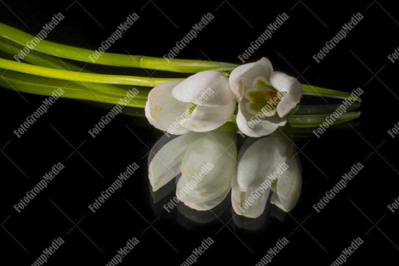 The First Snowdrop in Spring