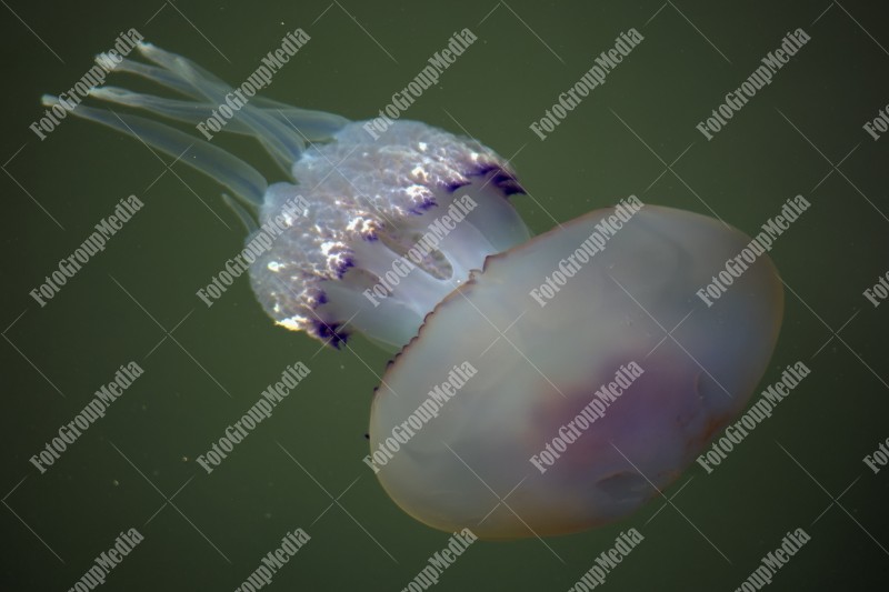 Jellyfish at Black Sea