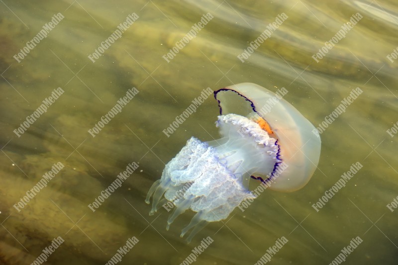 Jellyfish at Black Sea
