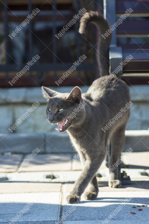 Gray cat
