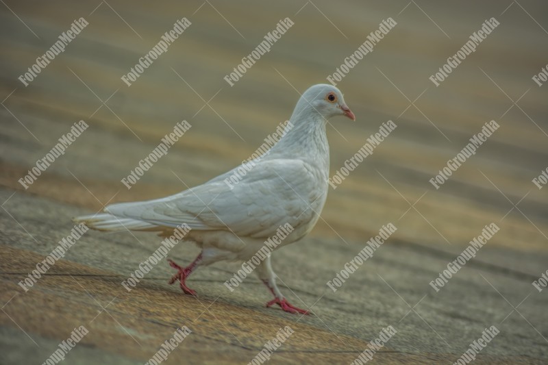 Proud pigeon