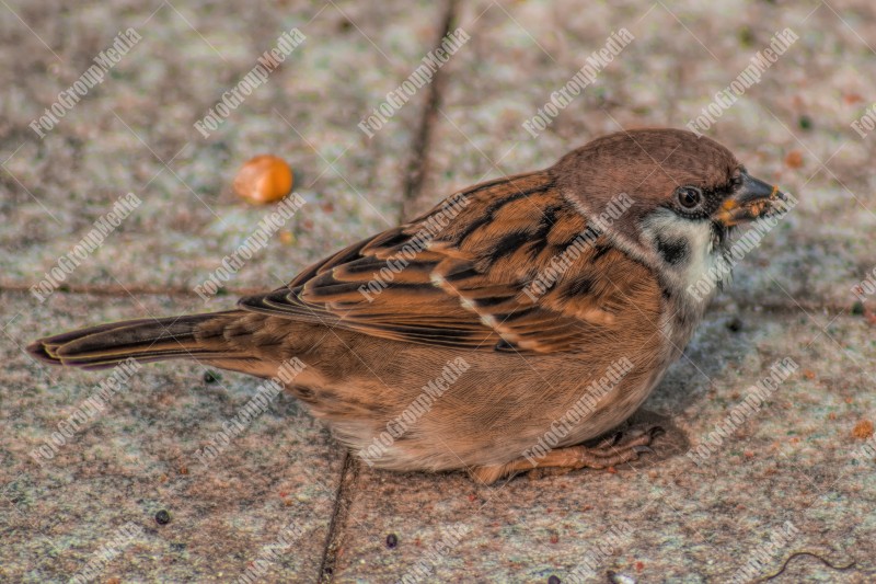 Curious sparrow