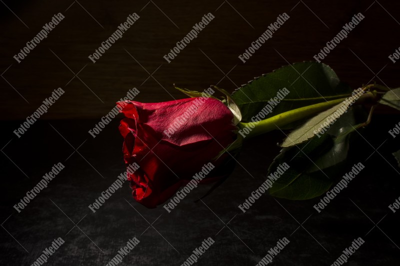 Red rose isolated on black background