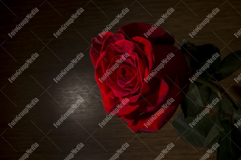 Red rose isolated on black background