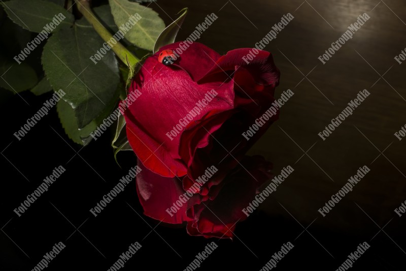 Red rose isolated on black background