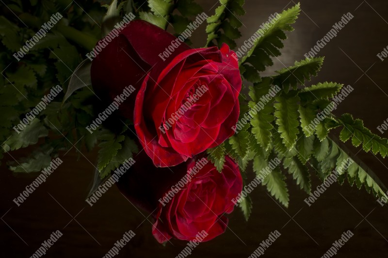 Red rose isolated on black background