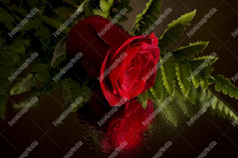 Red rose isolated on black background