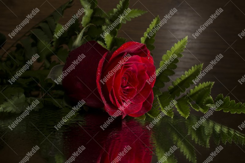 Red rose isolated on black background