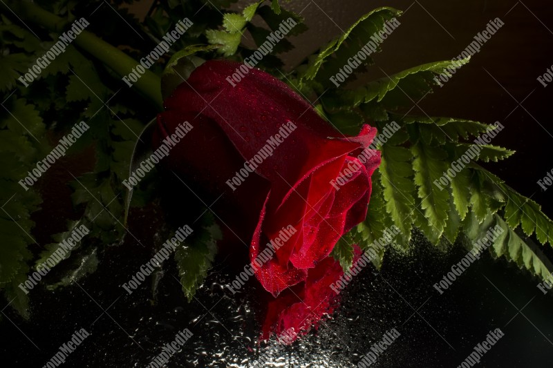 Red rose with water drops isolated on black background