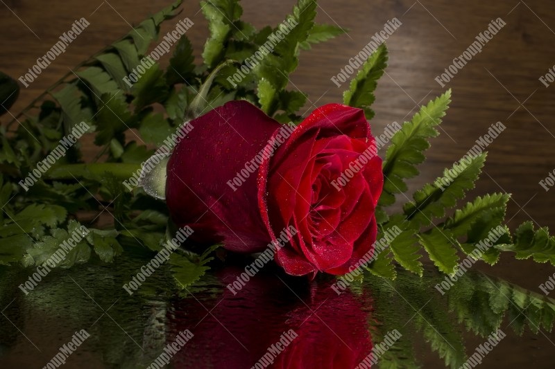 Single red rose isolated on black background