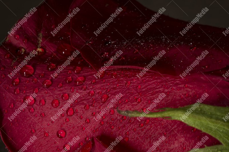 Close up red rose petal with water drops