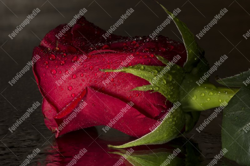 Red rose with water drops isolated on black background