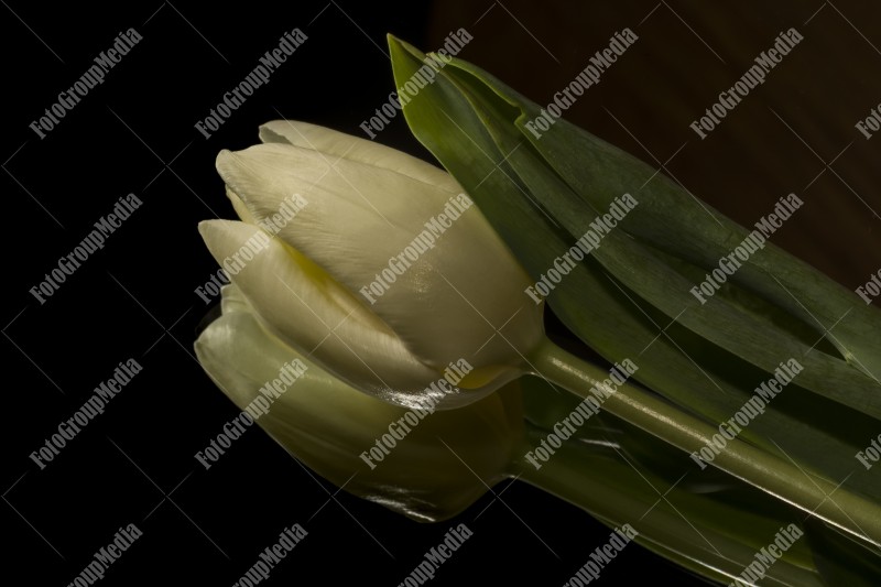 White tulip isolated on black background