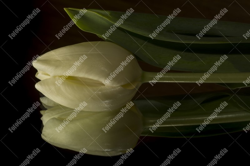 White tulip isolated on black background