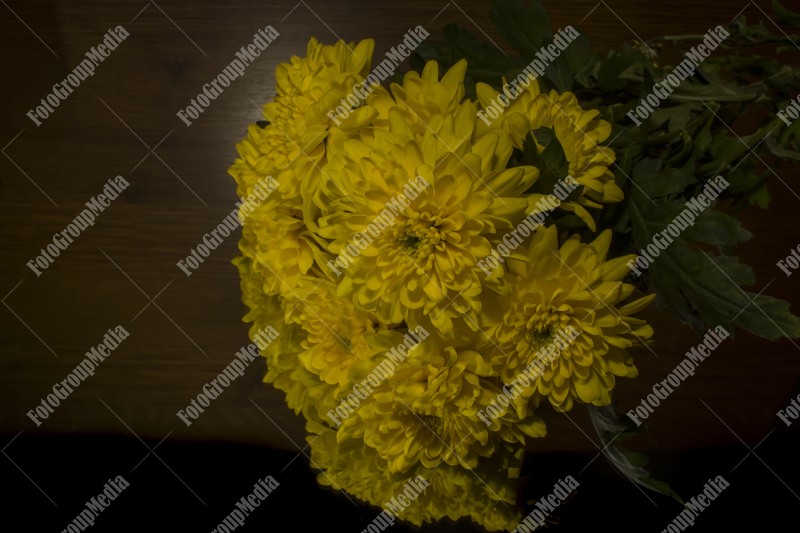 Yellow chrysanthemum isolated on black background