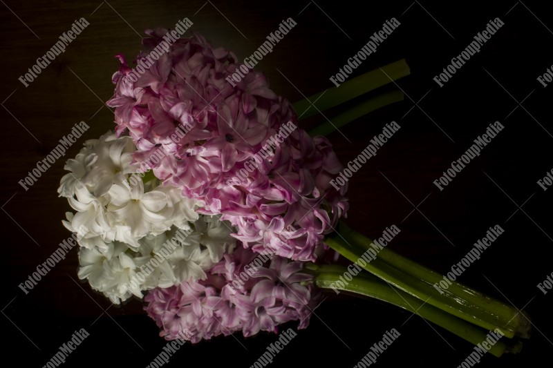 White and rose hyacinth isolated on black background