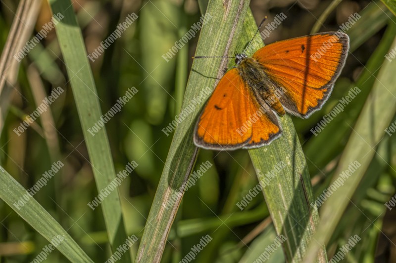 Small butterfly  sitting on grass