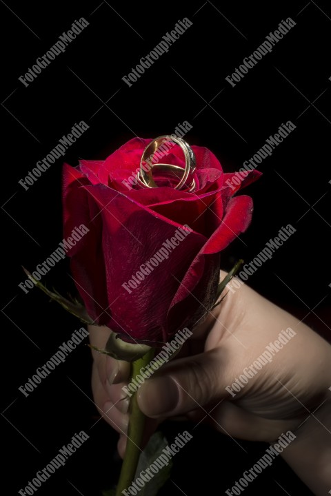 Wedding rings on red rose