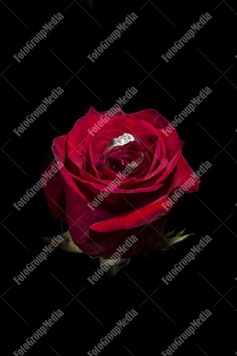 Engagement ring on a red rose