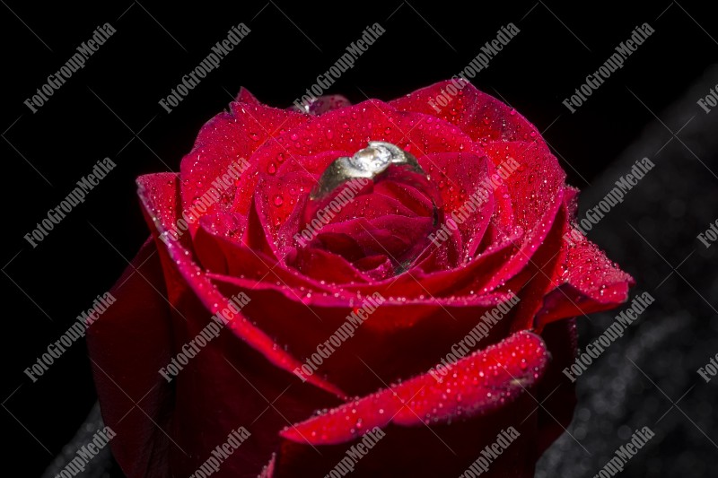 Engagement ring on a red rose