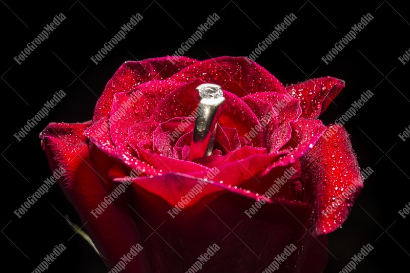 Engagement ring on a red rose