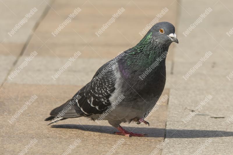 Pigeon on a sunlit pathway